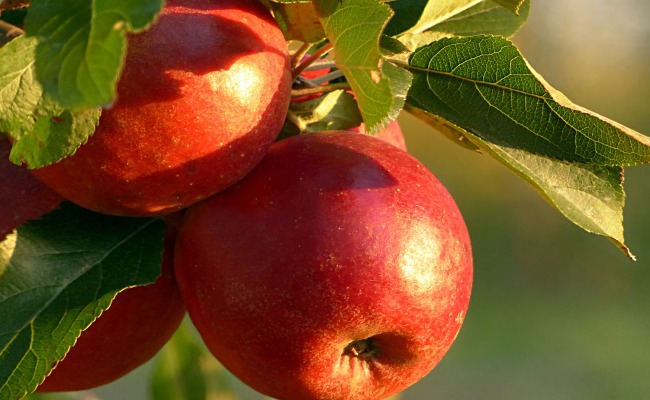 Lựa chọn những quả táo tươi, căng bóng và nhiều dưỡng chất