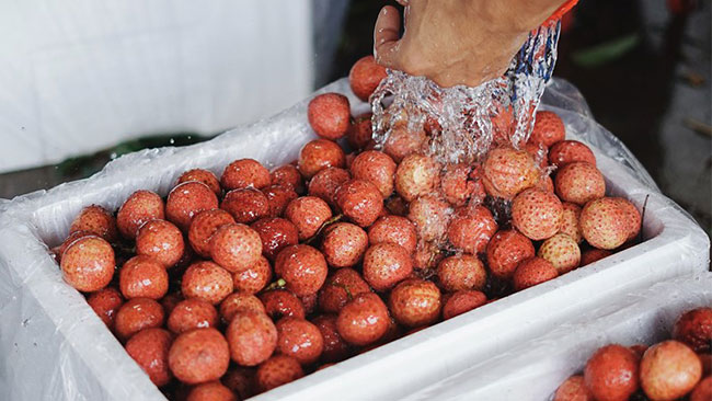 Lựa chọn những quả vải tươi, ngon để làm nước ép