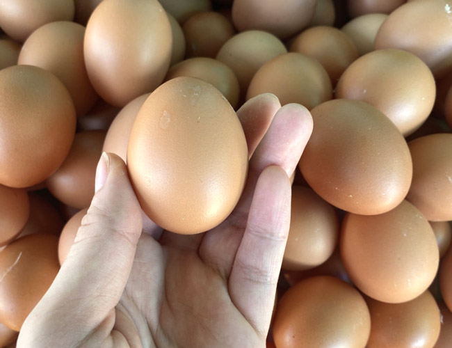 chọn trứng gà chất lượng